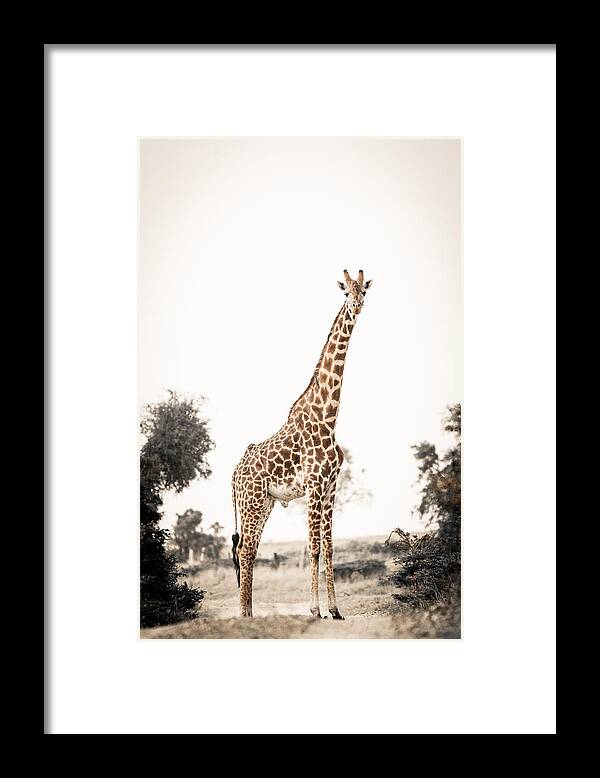 Africa Framed Print featuring the photograph Sentinal Giraffe by Mike Gaudaur