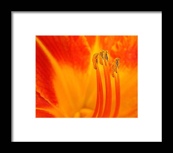 Floral Framed Print featuring the photograph Sentinels by Joan Herwig