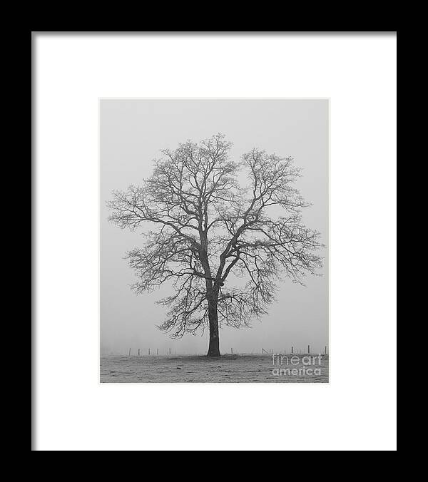 Winter Framed Print featuring the photograph Sentry Oak by Chuck Flewelling