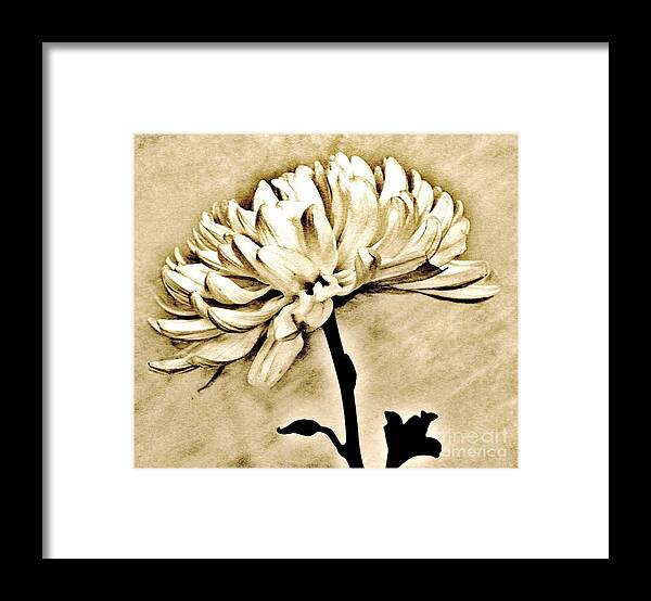 Photo Framed Print featuring the photograph Sepia Macro Flower by Marsha Heiken
