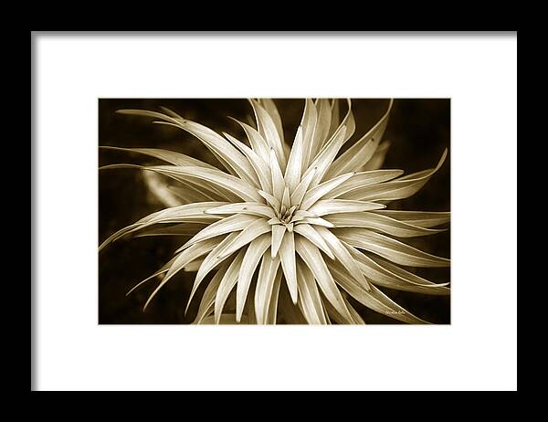 Leaves Framed Print featuring the photograph Sepia Plant Spiral by Christina Rollo