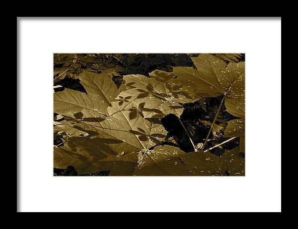 Sepia Framed Print featuring the photograph Sepia Shadows by Cathy Mahnke