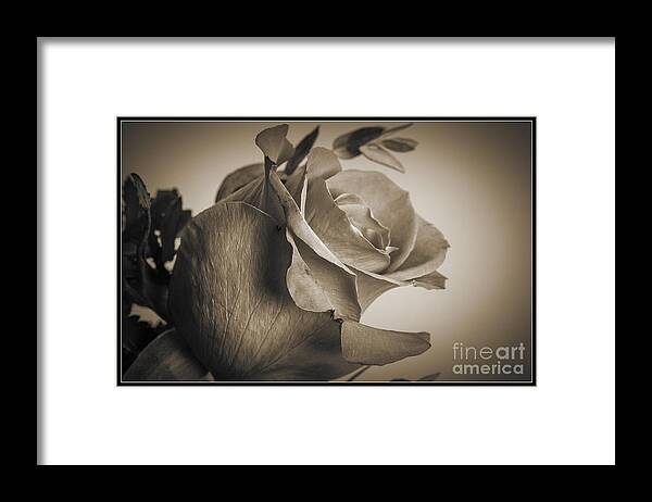 Daisy Framed Print featuring the photograph Sepia Tone Rose 8040.01 by M K Miller