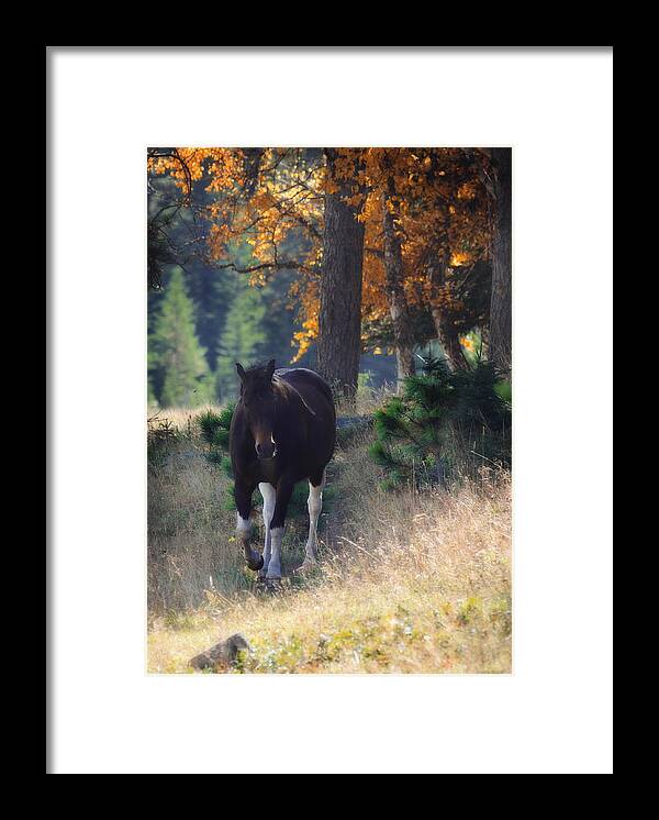 Horse Framed Print featuring the photograph September Surrender by Amanda Smith