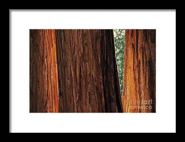 Sequoia Framed Print featuring the photograph Sequoia by Chris Howes