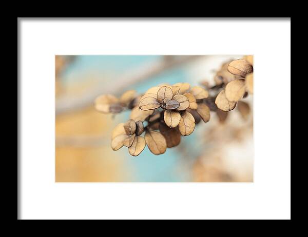 Serendipity Framed Print featuring the photograph Serendipity by Connie Handscomb