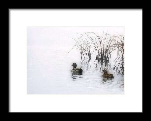 Ducks Framed Print featuring the photograph Serene Moments by Karol Livote