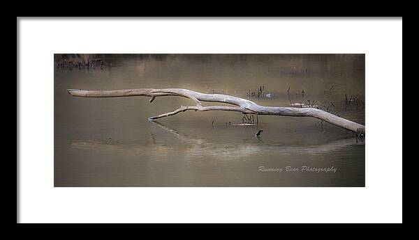 Pond Framed Print featuring the photograph Serenity by Jacki Marino
