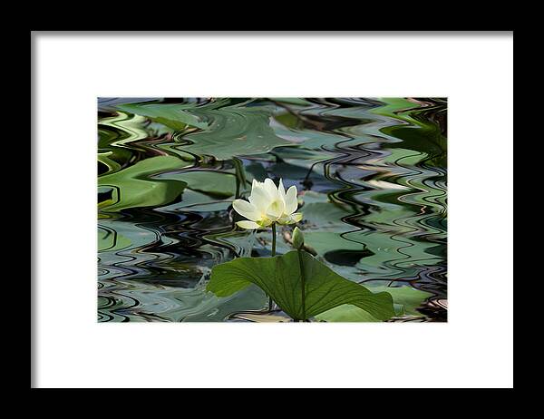 Lotus Framed Print featuring the photograph Serenity by John Freidenberg