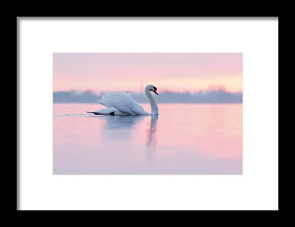 Mute Swan Framed Print featuring the photograph Serenity  Mute Swan at Sunset by Roeselien Raimond