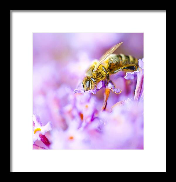 Nature Framed Print featuring the photograph Serenity by Steven Poulton