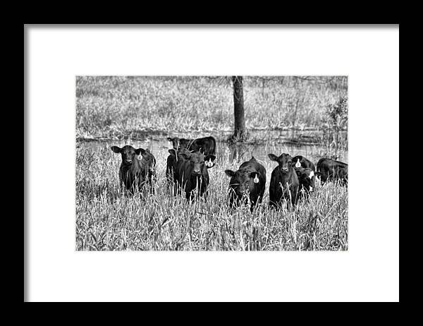 Animals Framed Print featuring the photograph Eight Babies by Jan Amiss Photography