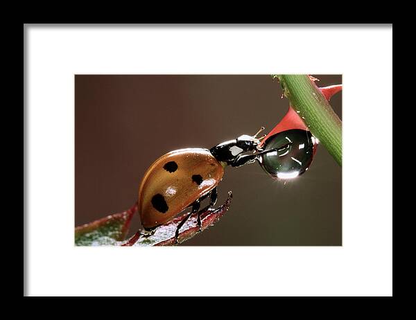 Nis Framed Print featuring the photograph Seven-spotted Ladybird Drinking by Jef Meul