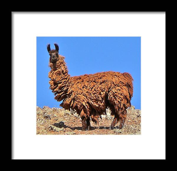Llama Framed Print featuring the photograph Shabby Chic by K L Kingston