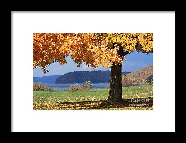 Maple Framed Print featuring the photograph Shade Tree in Fall by Jayne Carney