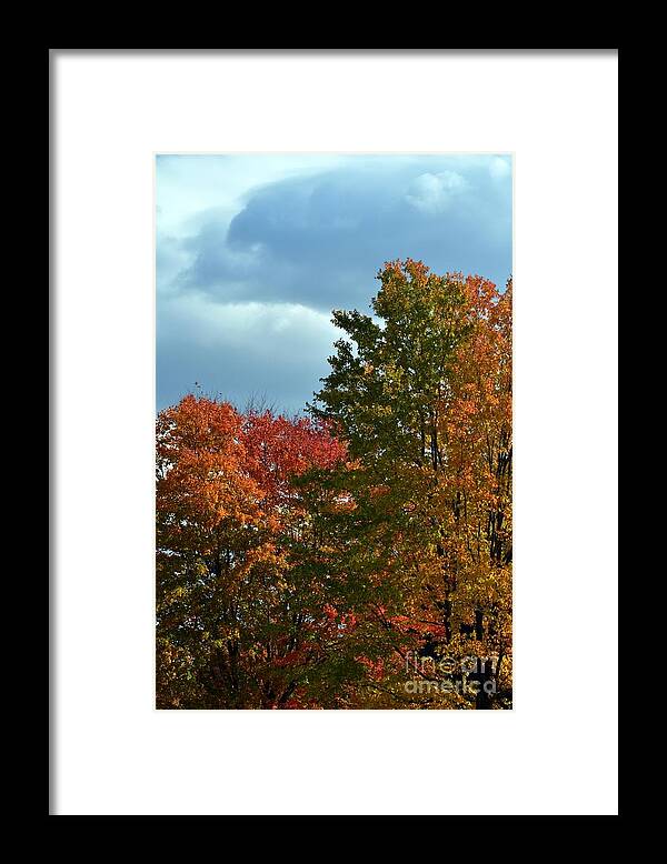 Tree Framed Print featuring the photograph Shaded by Judy Wolinsky