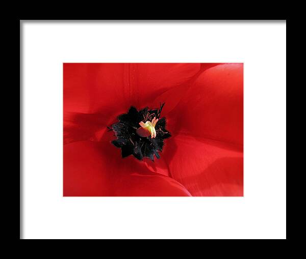 Flower Framed Print featuring the photograph Shades of Georgia by Suzy Piatt