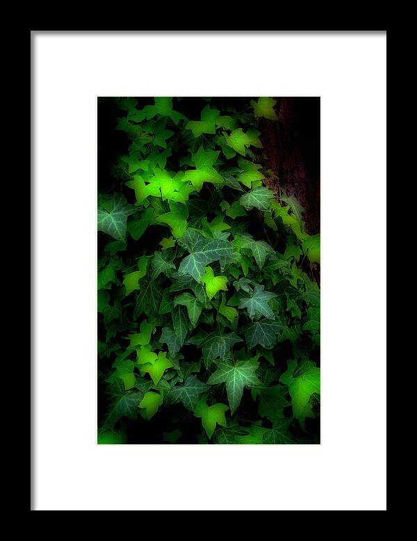 Ivy Framed Print featuring the photograph Shades of Green by Steve Hurt