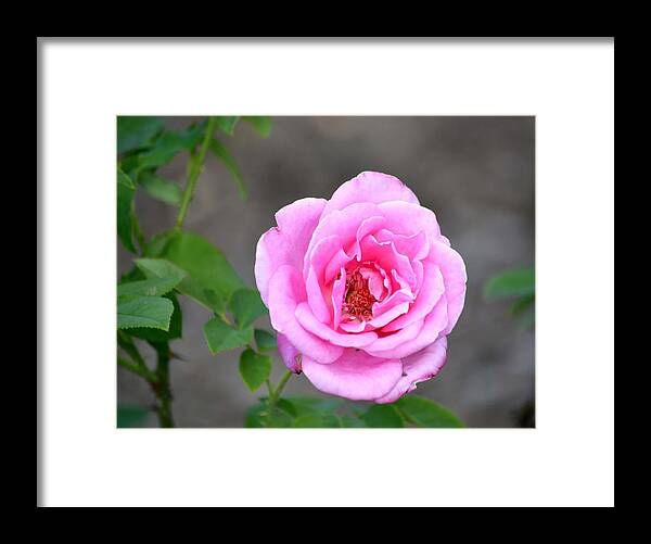 Rose Framed Print featuring the photograph Shades Of Pink by Deena Stoddard