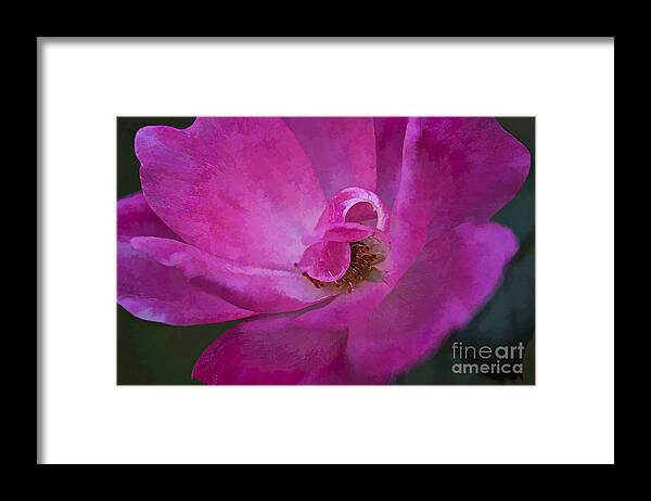 Rose Framed Print featuring the photograph Shades of Pink by Linda Blair
