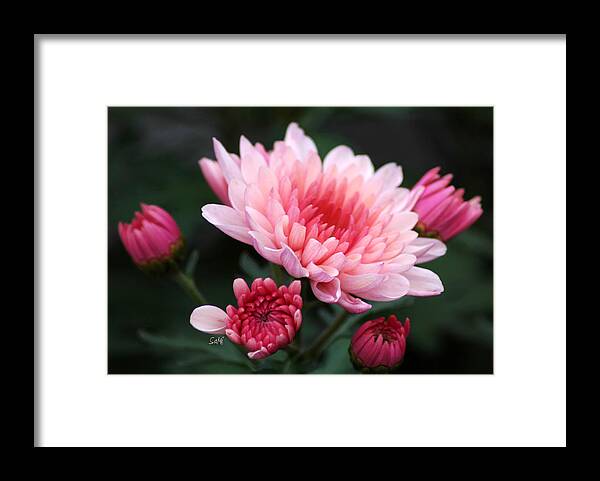 Landscape Framed Print featuring the photograph Shades of pink by Sami Martin
