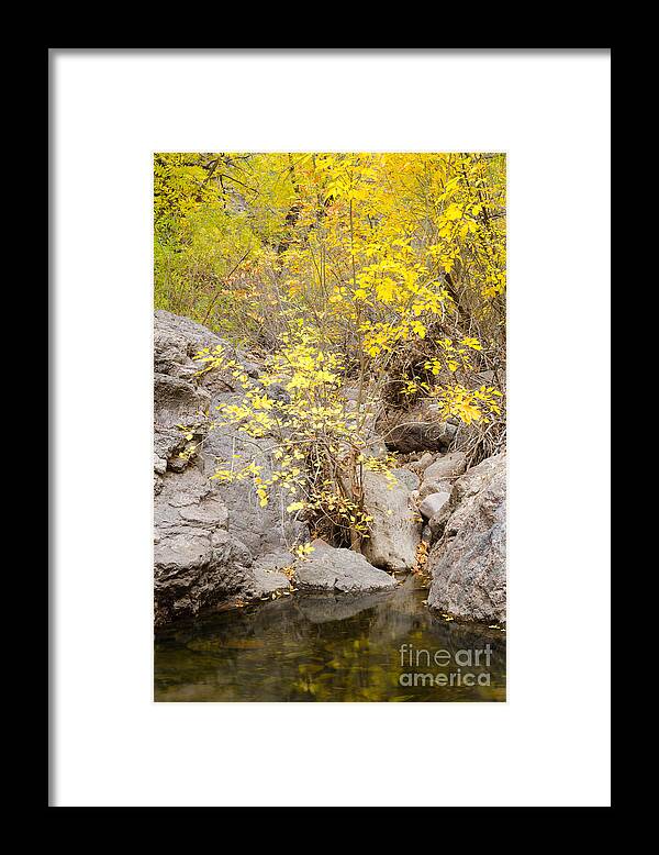 Trees Framed Print featuring the photograph Shades of Yellow by Tamara Becker