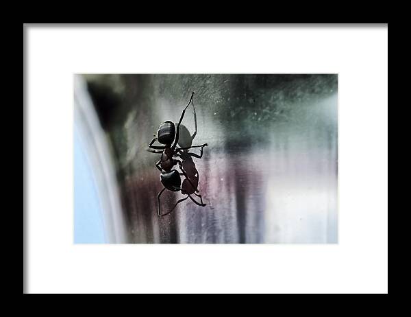 Ant Framed Print featuring the photograph Shadow Dancing by Sue Capuano