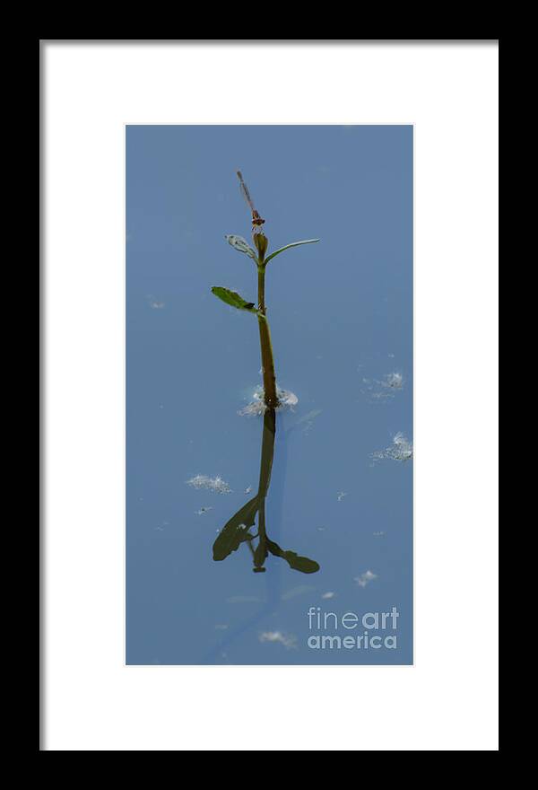 Dragonfly Framed Print featuring the photograph Shadow In The Water by Donna Brown