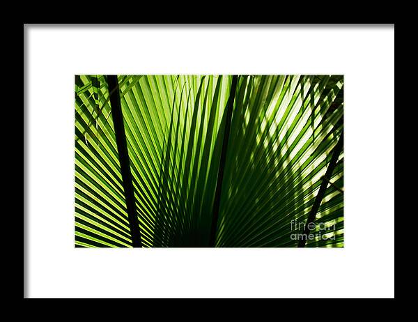 Michelle Meenawong Framed Print featuring the photograph Shadow by Michelle Meenawong
