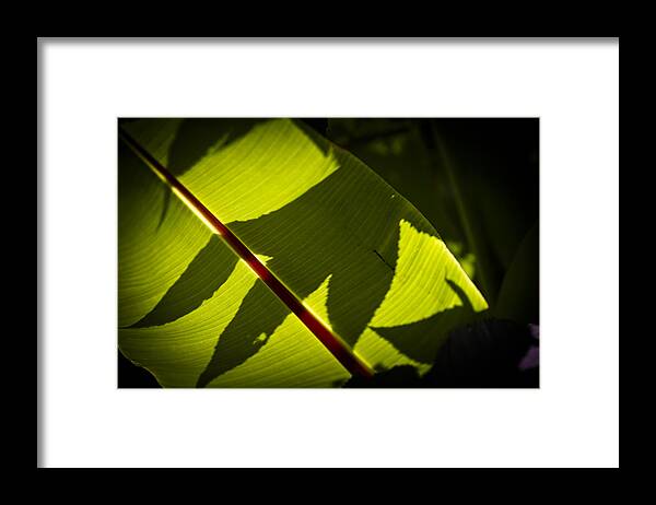 Botany Framed Print featuring the photograph Shadow of The Alien Hand by Maj Seda