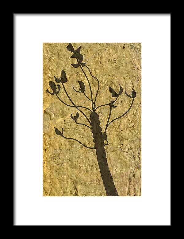Photography Framed Print featuring the photograph Shadow of The Triffids by Paul Wear