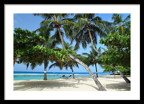 Barbados Framed Print featuring the photograph Shady Palms by Catie Canetti