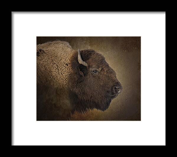 Buffalo Framed Print featuring the photograph Shaggy One by Ron McGinnis