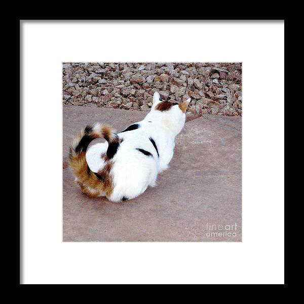 Pico Framed Print featuring the photograph Shake It Right by Phyllis Kaltenbach