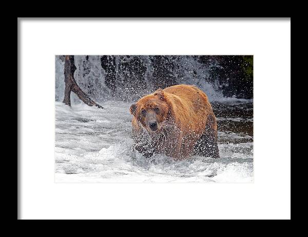 Water Framed Print featuring the photograph Shake out by Bill Singleton