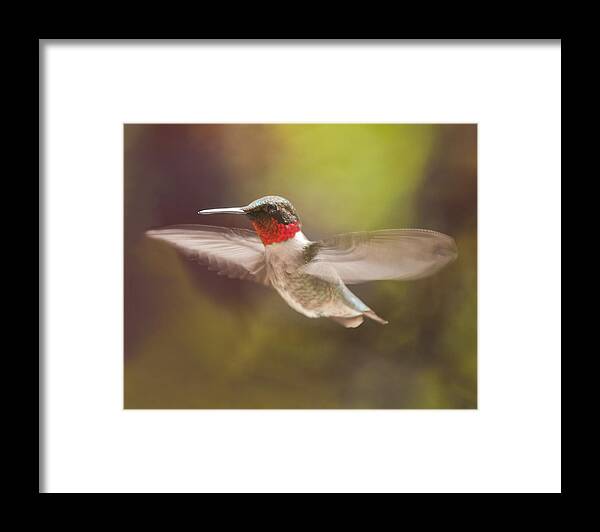 Hummingbird Framed Print featuring the photograph Shape Shifter by Lara Ellis