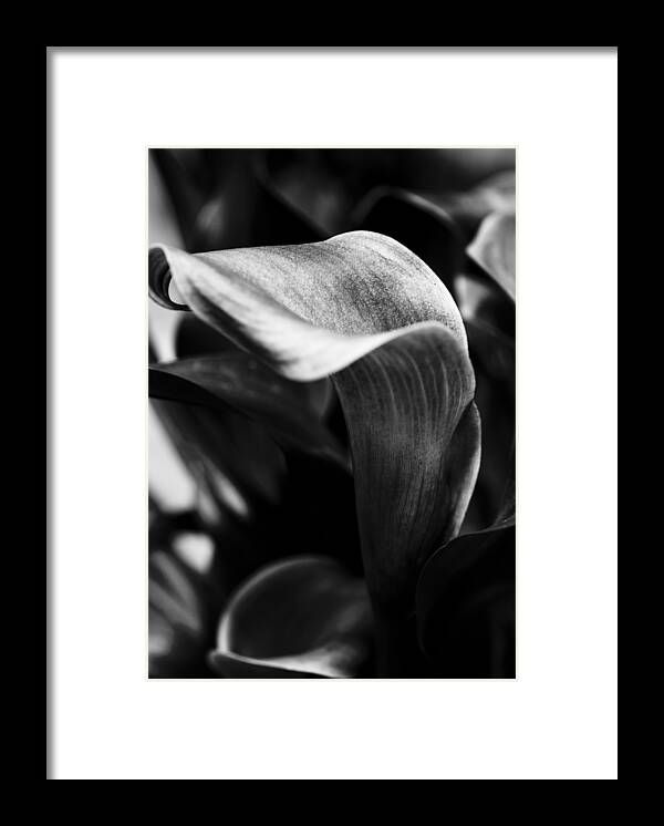 Black And White Floral Framed Print featuring the photograph Shapely As a Lily by Christi Kraft