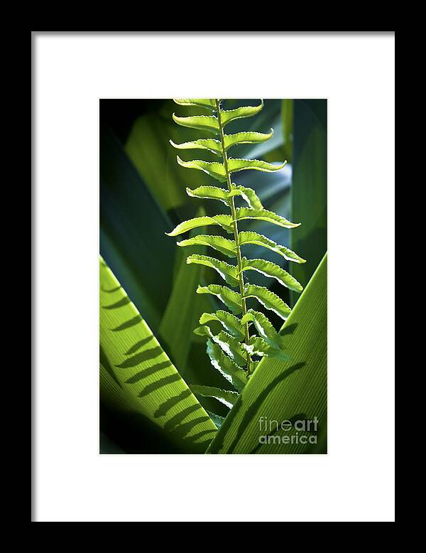 Plants Framed Print featuring the photograph Shapes of Hawaii 3 by Ellen Cotton