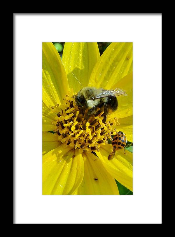 Yellow Flowers Framed Print featuring the photograph Sharing by Hominy Valley Photography