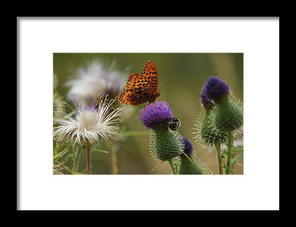 Butterfly Framed Print featuring the photograph Sharing by Loni Collins