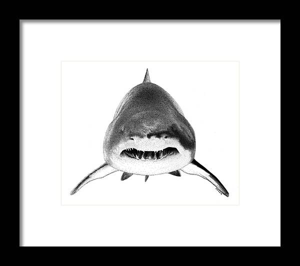 Shark Framed Print featuring the drawing Shark by Scott Woyak