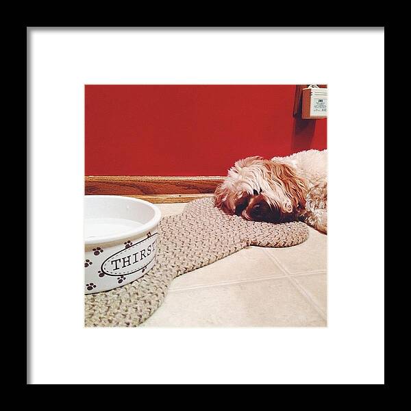 Plussizemodel Framed Print featuring the photograph She Was Told To By The Vet That She by Josh Johnson