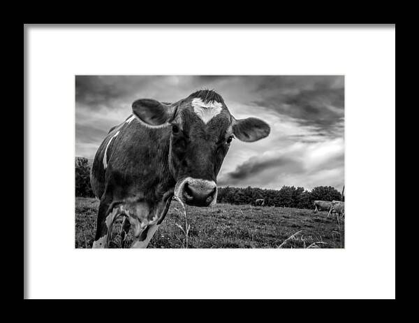 Cows Framed Print featuring the photograph She wears her heart for all to see by Bob Orsillo