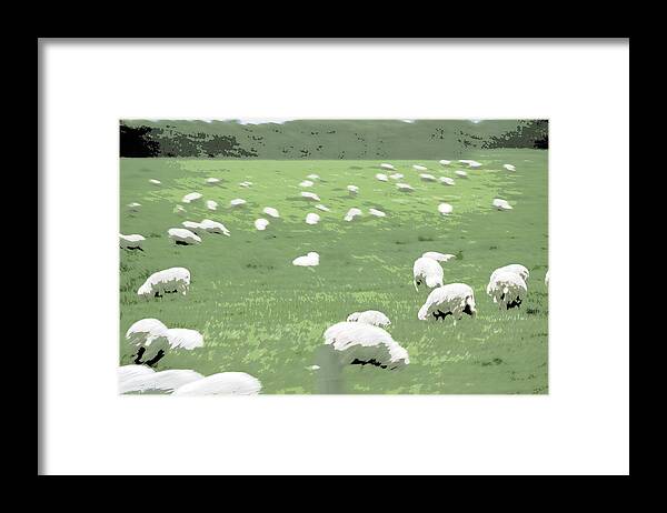 Sheep Framed Print featuring the photograph Sheep by A K Dayton