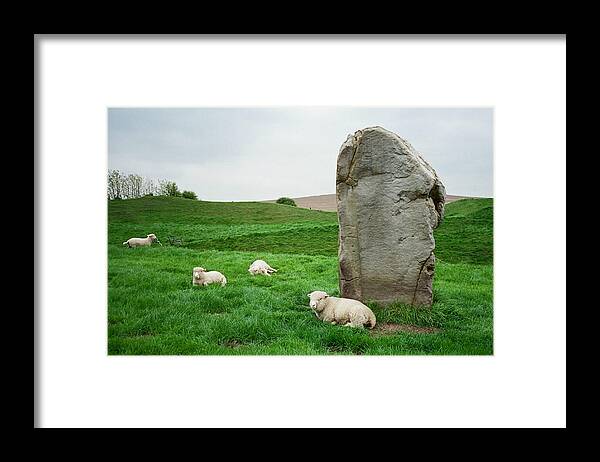 Standing Stone Framed Print featuring the photograph Sheep at Avebury Stones - original by Marilyn Wilson