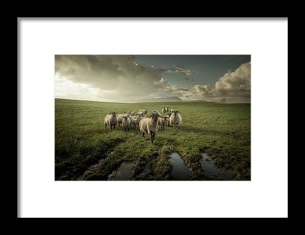 Sheep Framed Print featuring the photograph Sheep by David Ahern