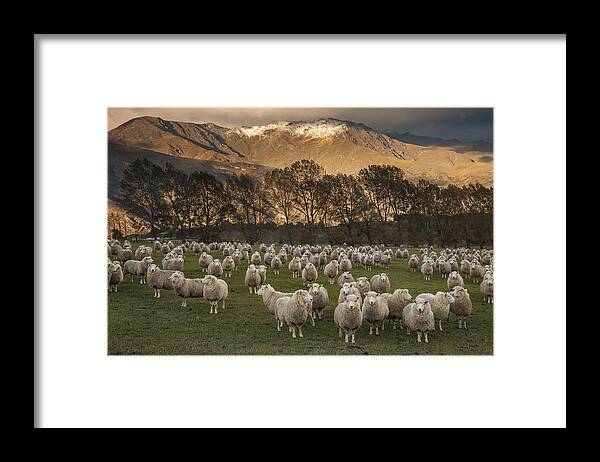 colin Monteath Hedgehog House Framed Print featuring the photograph Sheep Flock At Dawn Arrowtown Otago New by Colin Monteath, Hedgehog House