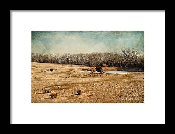 Amber Framed Print featuring the photograph Sheep in the Meadow by Jai Johnson