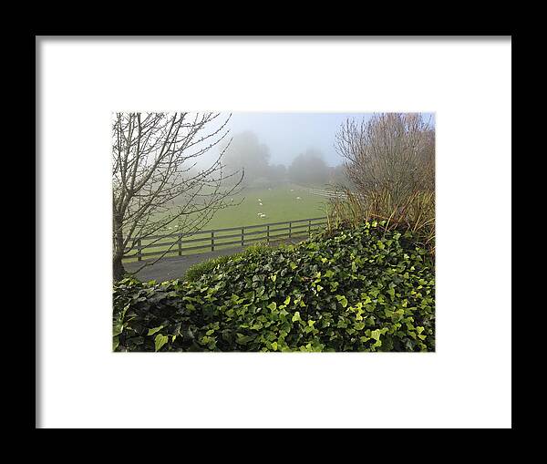 Ranch Framed Print featuring the photograph Sheep by Les Cunliffe