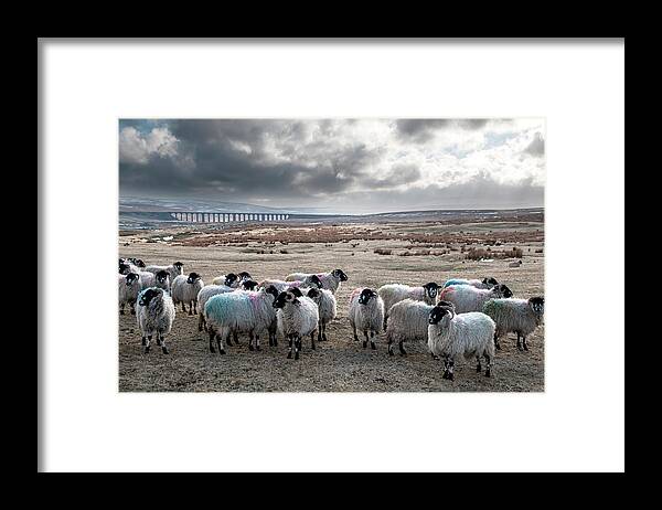 Animal Themes Framed Print featuring the photograph Sheep On A Wild Moor by Terry Roberts Photography